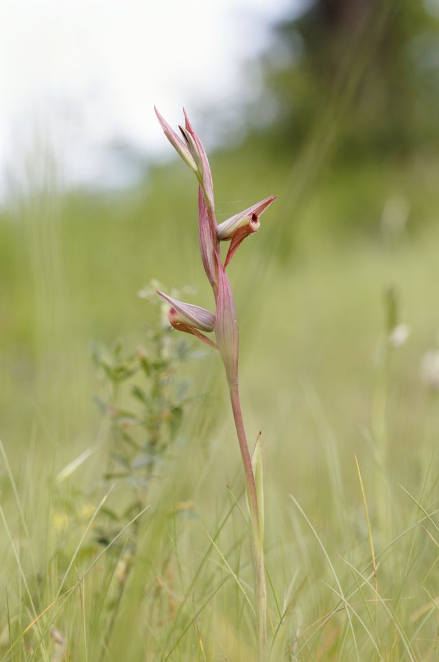 Serapias parviflora e ibridi (Mugello)